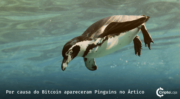 img:Por causa do Bitcoin apareceram Pinguins no Ártico